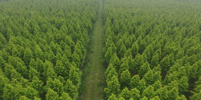 清远面包树苗圃基地图片,苗圃基地