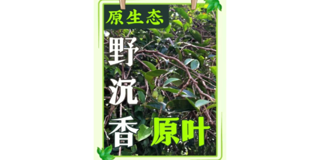 肇庆大河山沉香茶叶厂,沉香茶