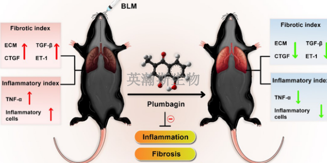 云南小鼠肺纤维化模型动物实验外包,肺纤维化模型